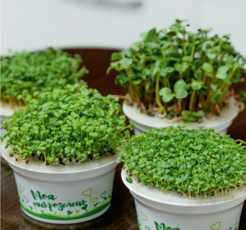 Набор для выращивания микрозелени.  КРЕСС-САЛАТ (зеленый, белый)