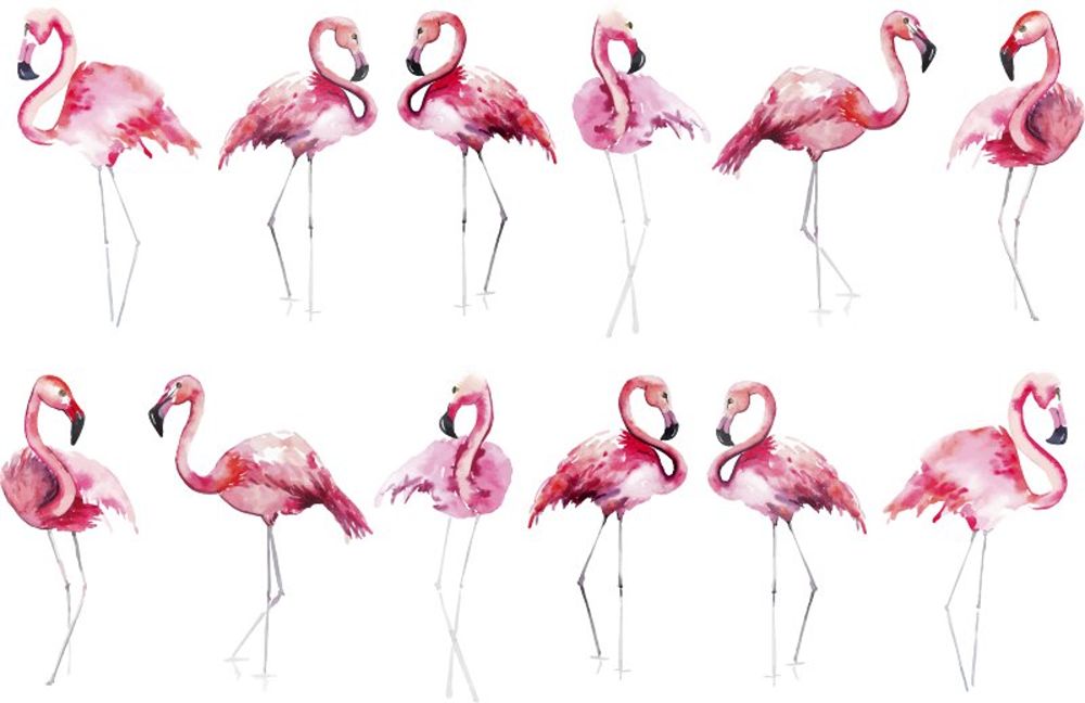 mnogo flamingo.psd